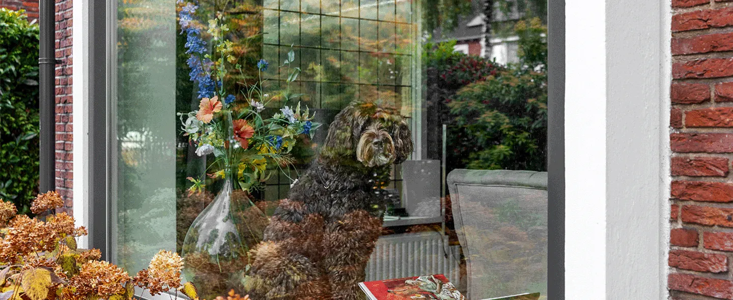 Hond in vensterbank van kunststof kozijn